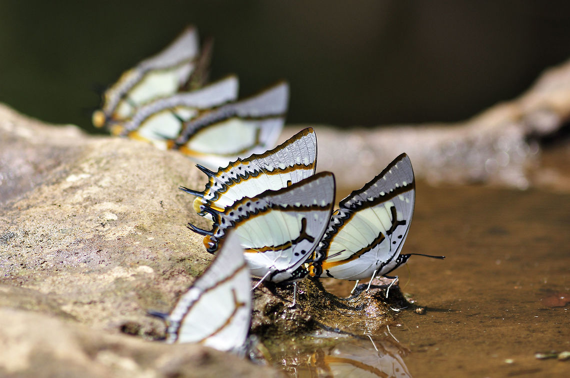 The Gang (Great Nawab) from Nong Mae Na Thailand  Geotagged,Great nawab,Polyura eudamippus,Thailand,Winter
