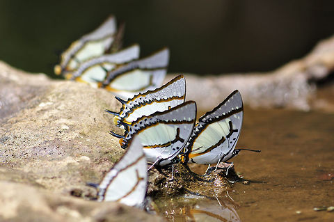 The Gang (Great Nawab) from Nong Mae Na Thailand  Geotagged,Great nawab,Polyura eudamippus,Thailand,Winter