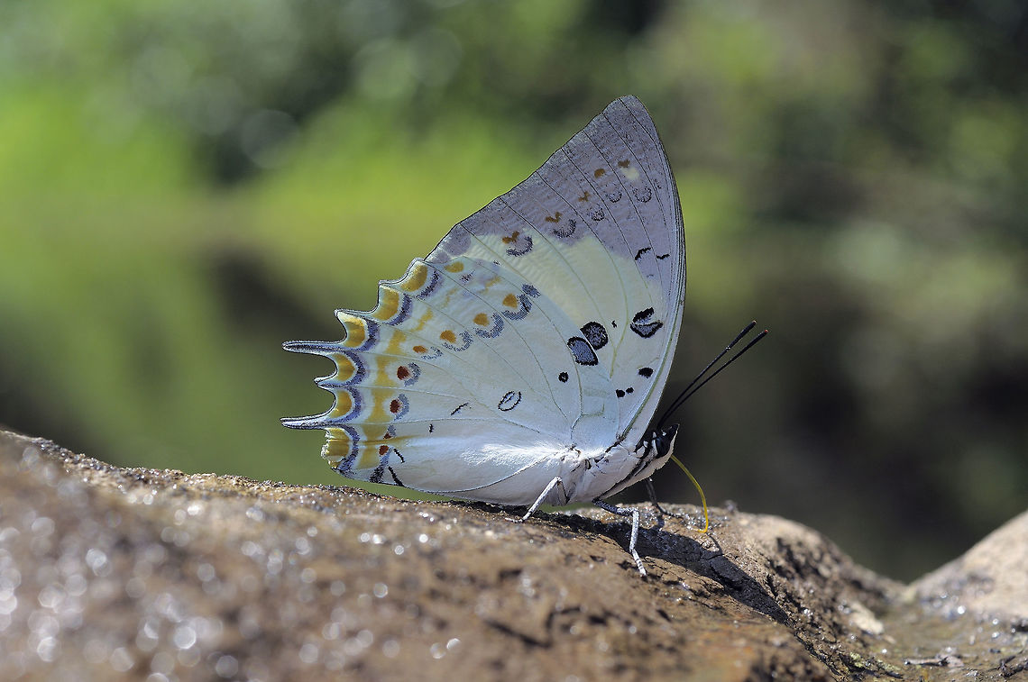 Jewelled Nawab from Nong Mae Na Thailand  Geotagged,Jewelled nawab,Polyura delphis,Thailand,Winter
