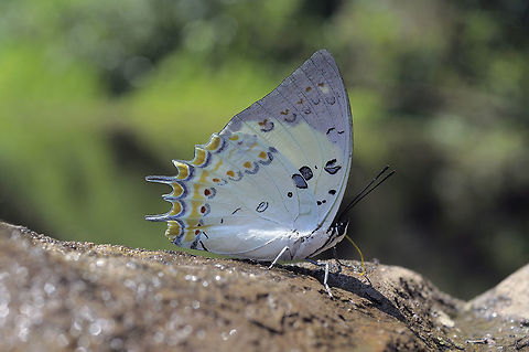 Jewelled Nawab from Nong Mae Na Thailand  Geotagged,Jewelled nawab,Polyura delphis,Thailand,Winter