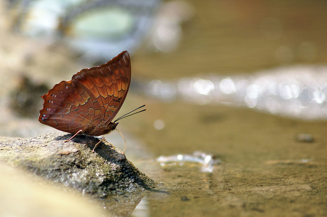 Scarce Tawny Rajah ??? from Nong Mae Na Thailand  Charaxes aristogiton,Geotagged,Scarce tawny rajah,Thailand,Winter