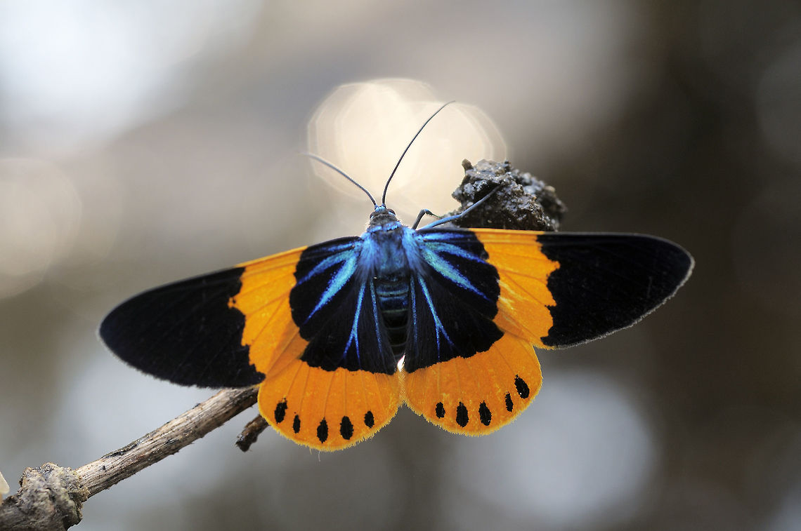 Milionia basalis from Nong Mae Na Thailand  Geotagged,Milionia basalis,Moth Week 2018,Thailand,Winter