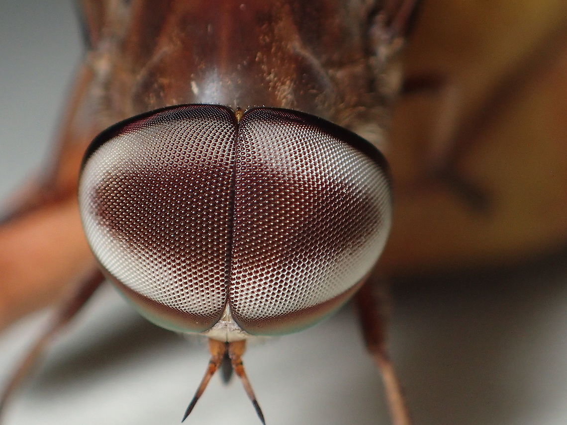 compound eye from Ubon Ratchathani Thailand Geotagged,Spring,Thailand