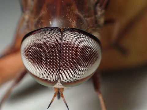 compound eye from Ubon Ratchathani Thailand Geotagged,Spring,Thailand