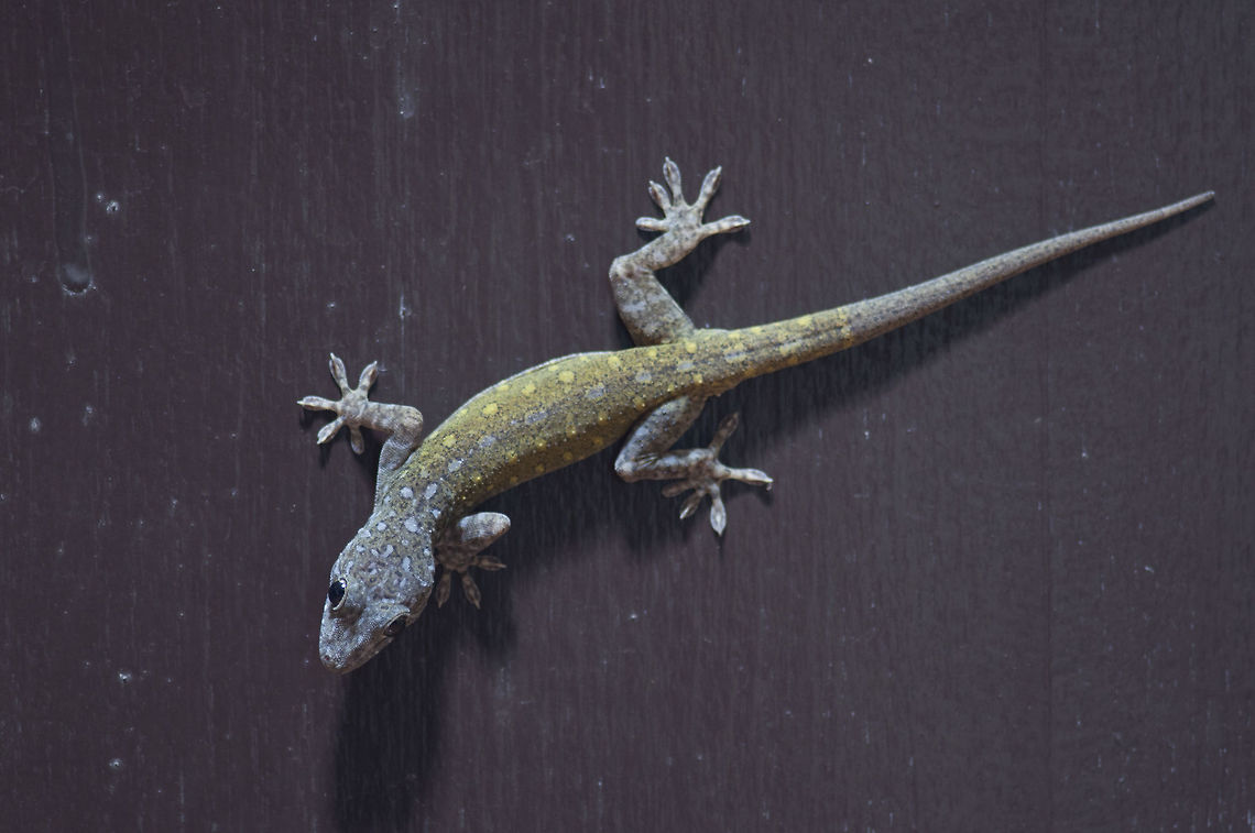 Sandstone Gecko,Gekko petricolus Taylor, 1962 from Phujong-na-yoi Thailand Gekko petricolus,Geotagged,Spring,Thai Gecko,Thailand