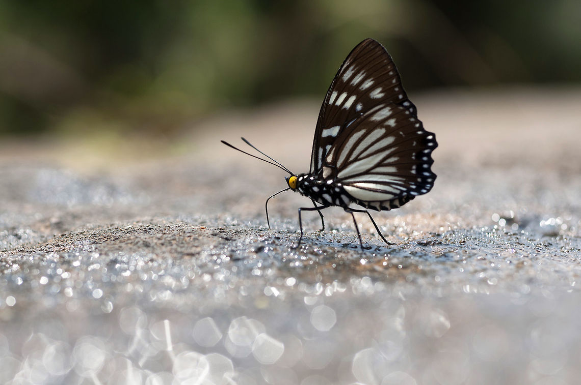 Euripus nyctelius nyctelius (Doubleday, 1845) : Courtesan Identification hellp:<br />
<a href="http://www.ifoundbutterflies.org/#!/sp/704/Euripus-nyctelius" rel="nofollow">http://www.ifoundbutterflies.org/#!/sp/704/Euripus-nyctelius</a> Euripus nyctelius,Geotagged,Thailand,Winter