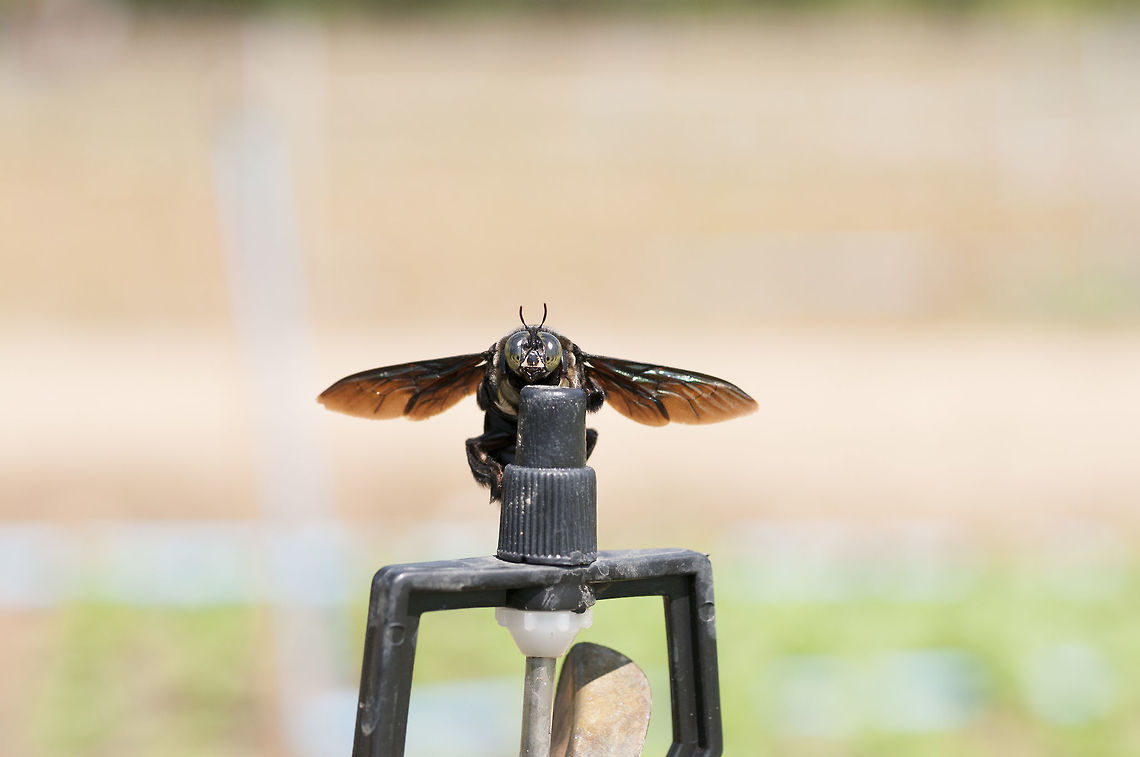 Giant Carpenter Bee ???  Geotagged,Thailand,Winter