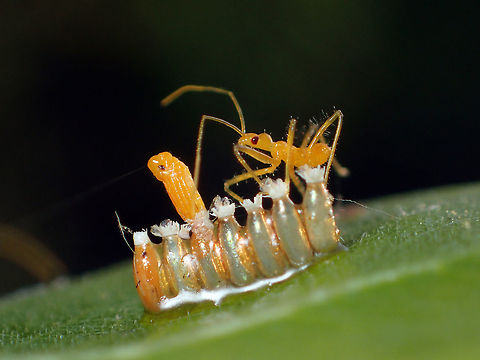 A new burn of Kissing bug  Geotagged,Thailand