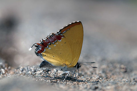 Heliophorus ? from Nong Mae Na Thailand Geotagged,Thailand,Winter