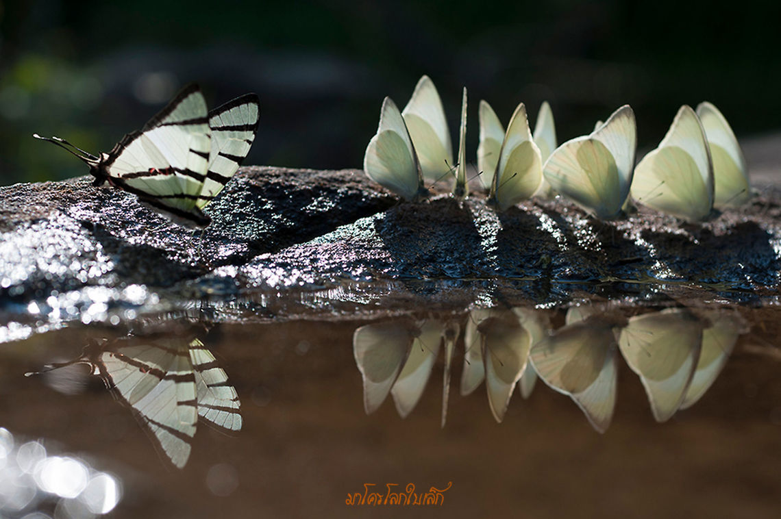 (L)Fourbar Swordtail (R)Common Albatross from Nong Mae Na Thailand  Fourbar swordtail,Geotagged,Graphium agetes,Thailand