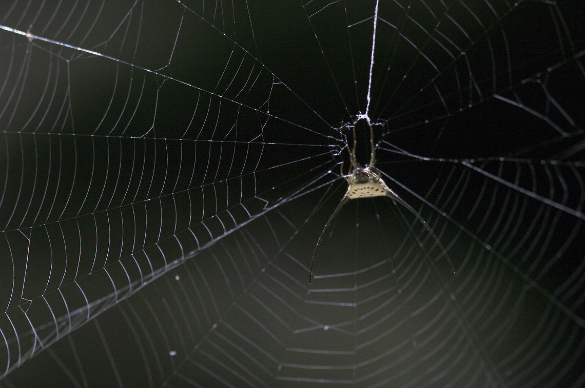 Macracantha arcuata From Phu Kradueng National Park.Thailand Fall,Geotagged,Macracantha arcuata,Thailand