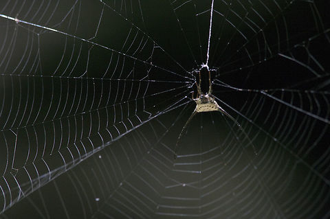 Macracantha arcuata From Phu Kradueng National Park.Thailand Fall,Geotagged,Macracantha arcuata,Thailand