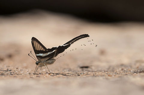 Green Dragontail from Ubon Ratchathani Geotagged,Green dragontail,Lamproptera meges,Spring,Thailand