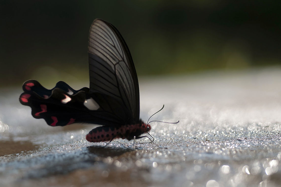 Byasa dasarada - Great Windmill from Nong Mae Na thailand Byasa dasarada,Geotagged,Great windmill,Thailand,Winter