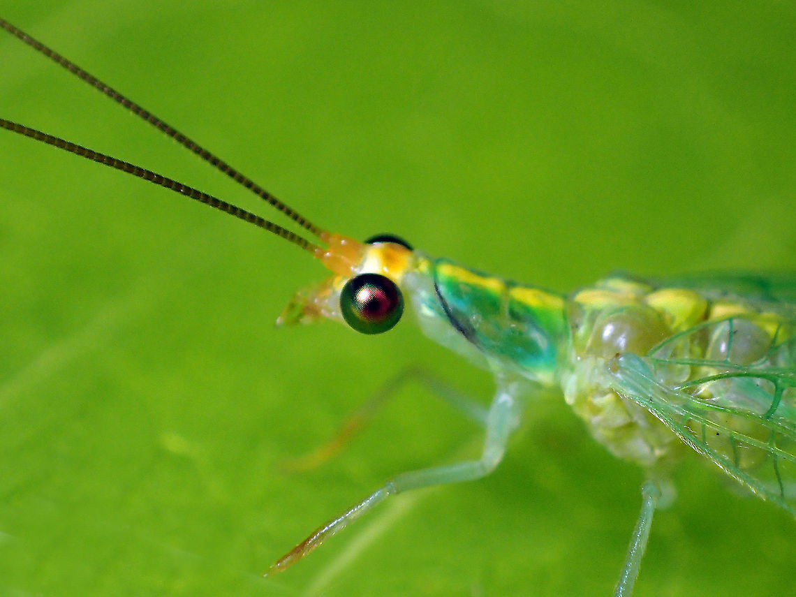 Green Lacewing from Bang Kachao .Thailand Geotagged,Spring,Thailand