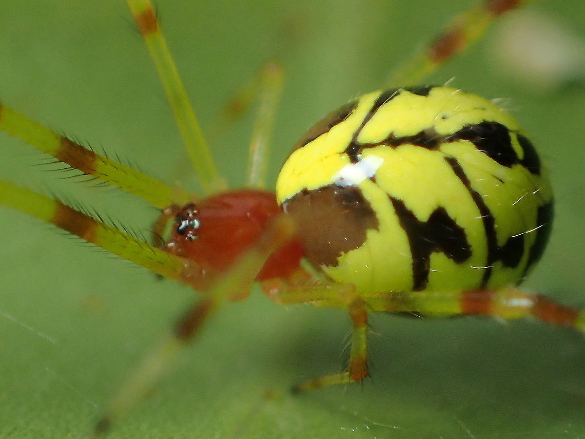 please ID from pang si da National park.Thailand<br />
Size about 5 mm. Geotagged,Summer,Thailand