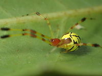 spider ??? from pang si da National park.Thailand<br />
Size about 5 mm.  Geotagged,Summer,Thailand