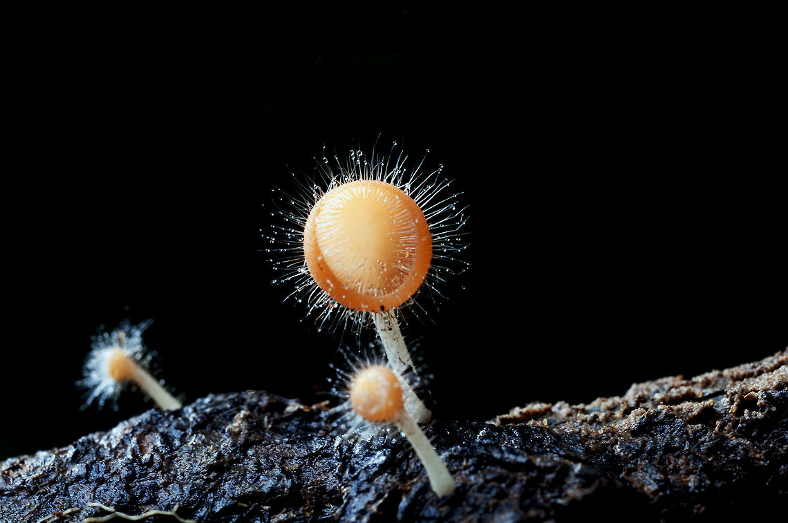 Cookeina tricholoma from   pang si da National park.Thailand Bristly Tropical Cup,Cookeina tricholoma,Geotagged,Summer,Thailand