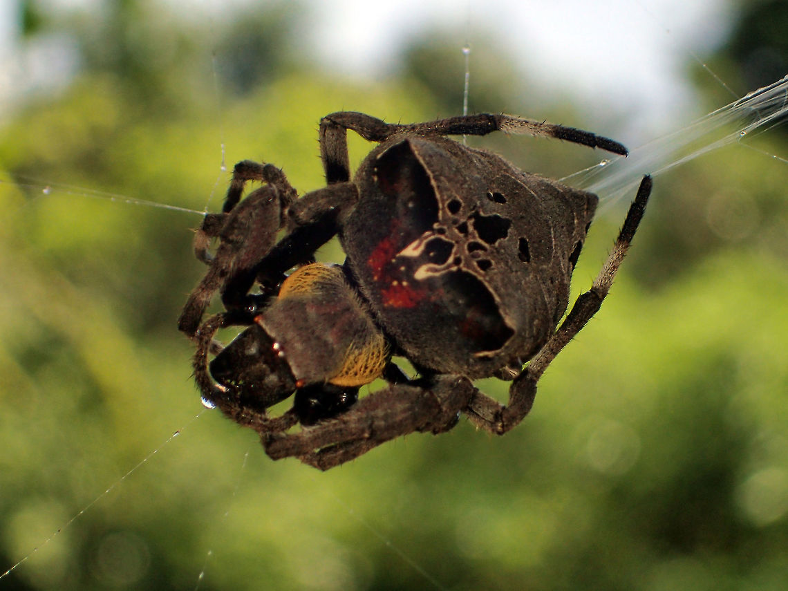 spider ??? from Pang Si da National park.Thailand  Geotagged,Summer,Thailand