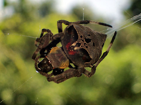 spider ??? from Pang Si da National park.Thailand  Geotagged,Summer,Thailand