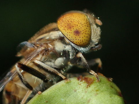 Spotted Eye Hoverfly from Pang Si da National park.Thailand  Geotagged,Summer,Thailand