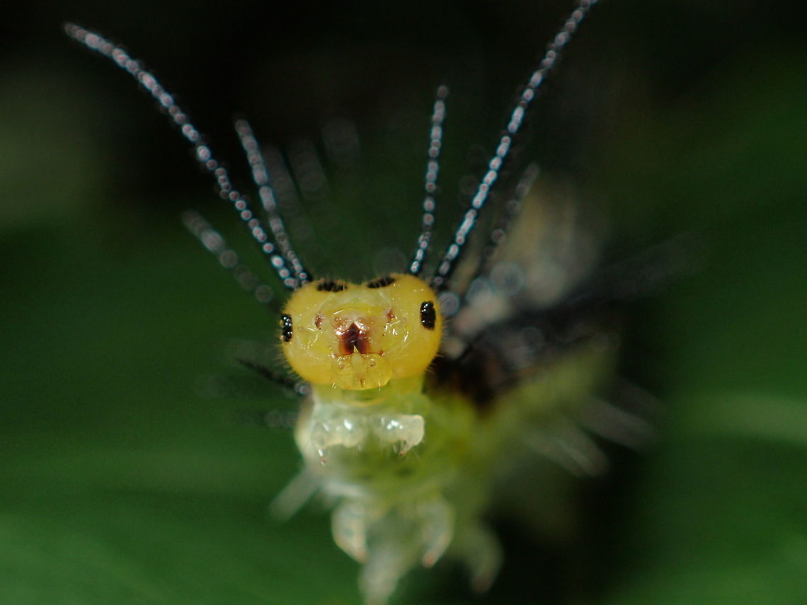 Caterpillar /The Common Yeoman  Cirrochroa tyche,Common yeoman,Geotagged,Summer,Thailand