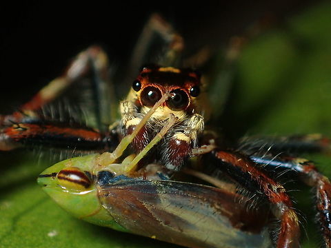 yummy  Phujong-na yoi National Park. Ubon Ratchathani.Thailand Geotagged,Spring,Thailand