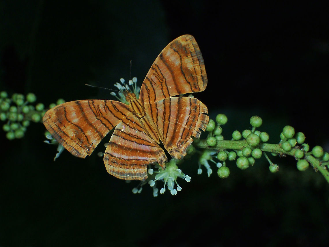 Intermediate Maplet from Pang Si da National park.Thailand  Chersonesia intermedia,Geotagged,Summer,Thailand