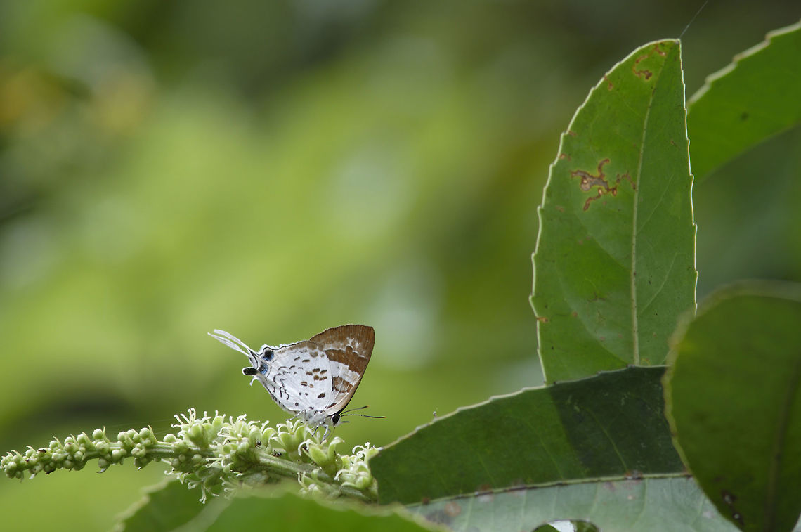 Plane Bindahara phocides phocides (Fabricius, 1793) : Plane<br />
from Pang Si da National park.Thailand  Bindahara phocides,Geotagged,Plane,Summer,Thailand