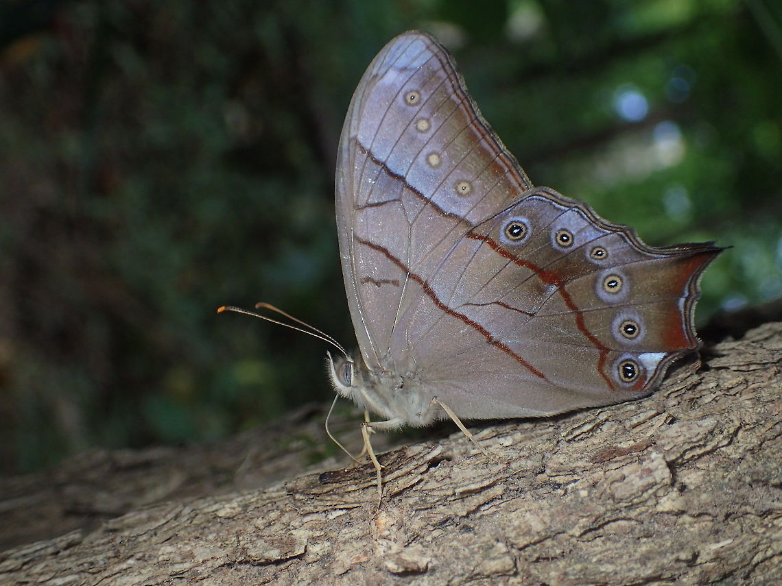 Bamboo Forester From Phu Kradueng National Park.Thailand  Bamboo Forester,Fall,Geotagged,Lethe kansa,Thailand