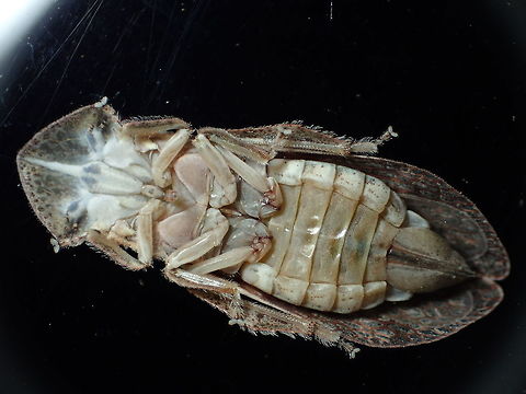 Alien from Phujong-na-yoi Thailand  Geotagged,Spring,Thailand