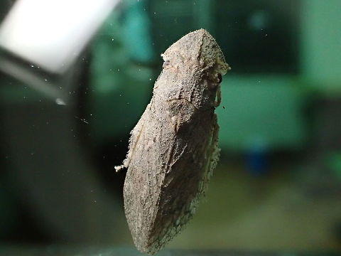 Alien from Phujong-na-yoi Thailand  Geotagged,Spring,Thailand