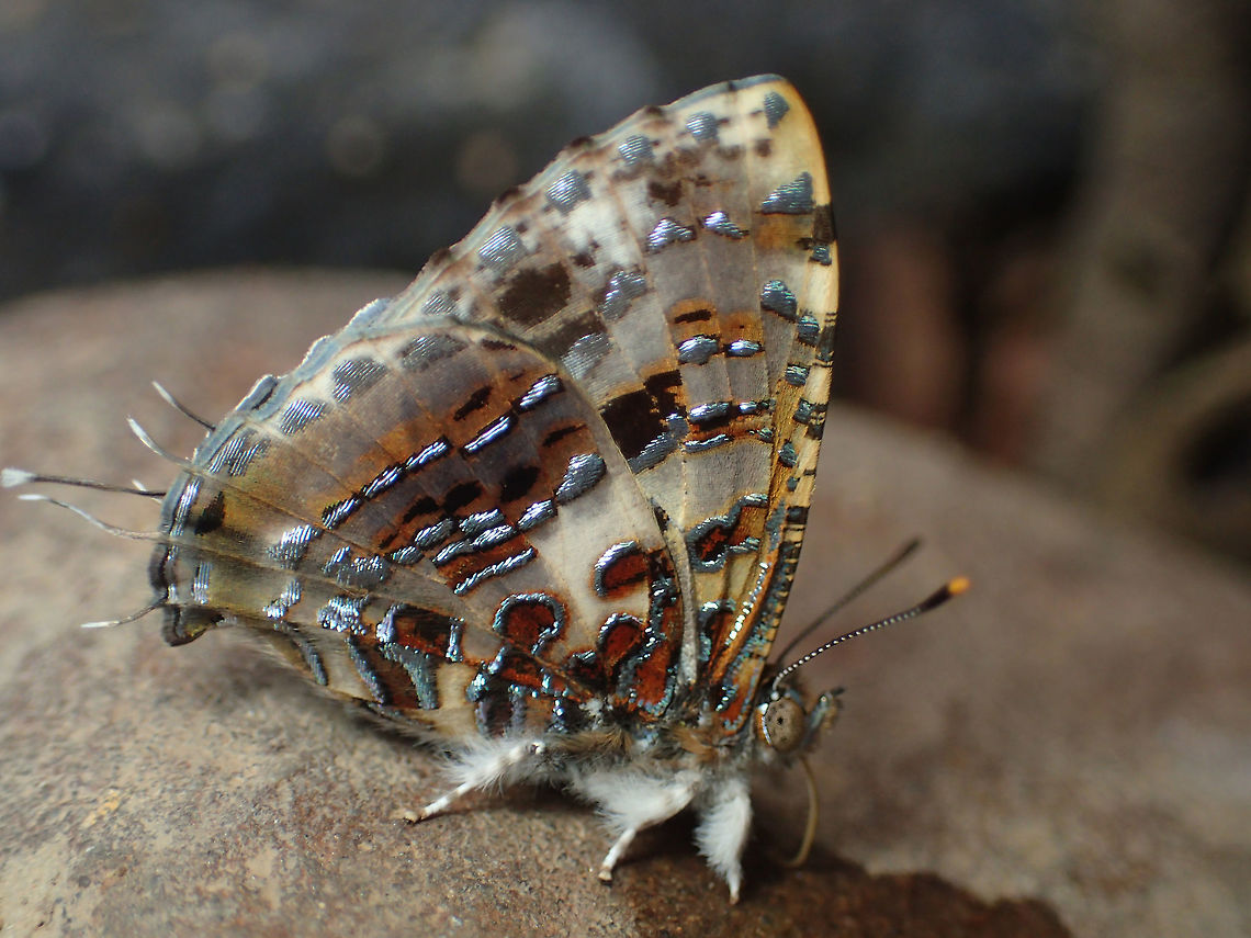 Grey Tinsel Catapaecilma major albicans Corbet, 1941<br />
from Chiang Dao. Chiangmai. Thailand Catapaecilma major,Geotagged,Thailand,Winter