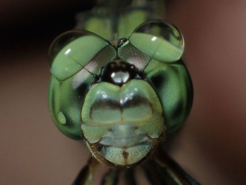 Slender skimmer Orthetrum sabina sabina
from Bangkok Thailand Geotagged,Green Marsh Hawk,Orthetrum sabina,Summer,Thailand