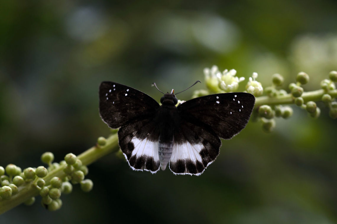 Spotted Snow Flat from Pang Si da National park.Thailand  Geotagged,Spotted snow flat,Summer,Tagiades menaka,Thailand