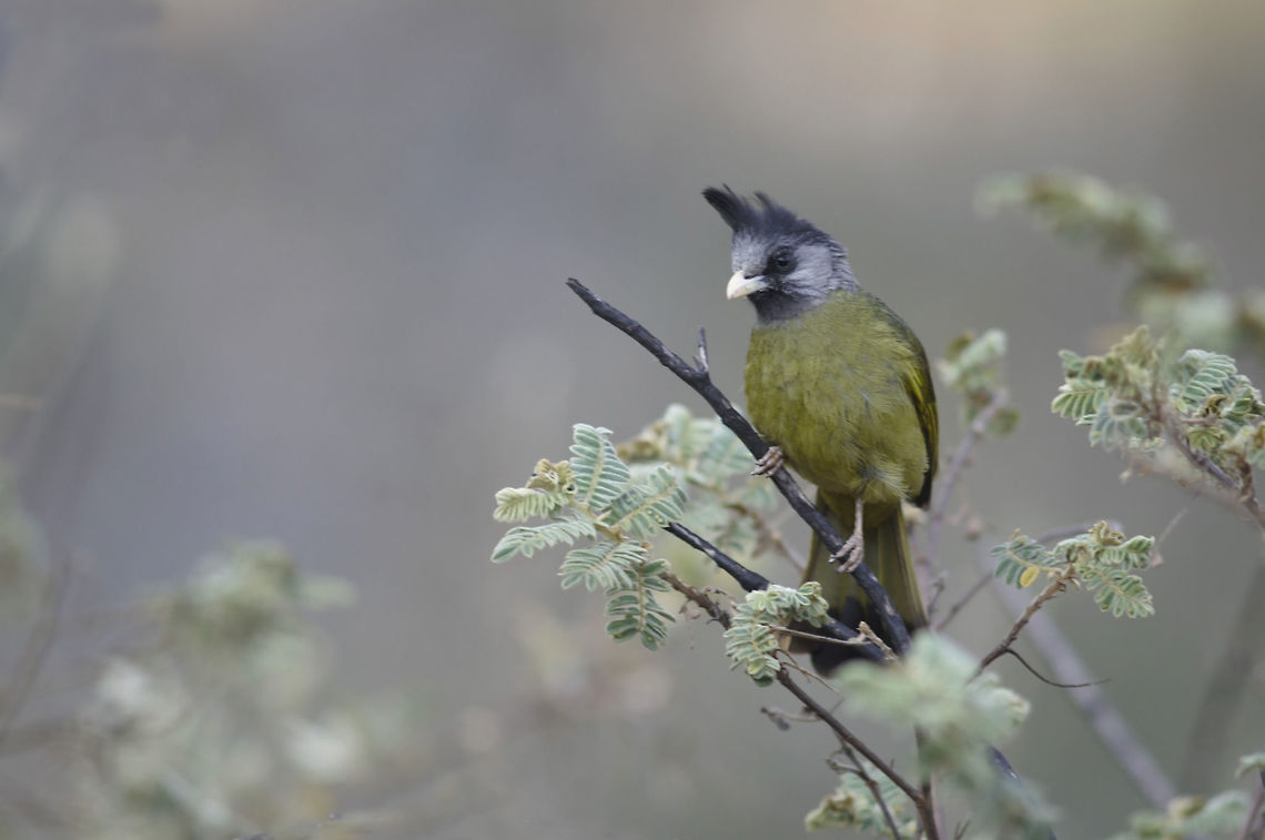 Crested finchbill from Chiang Dao. Chiangmai. Thailand  Crested finchbill,Geotagged,Spizixos canifrons,Spring,Thailand