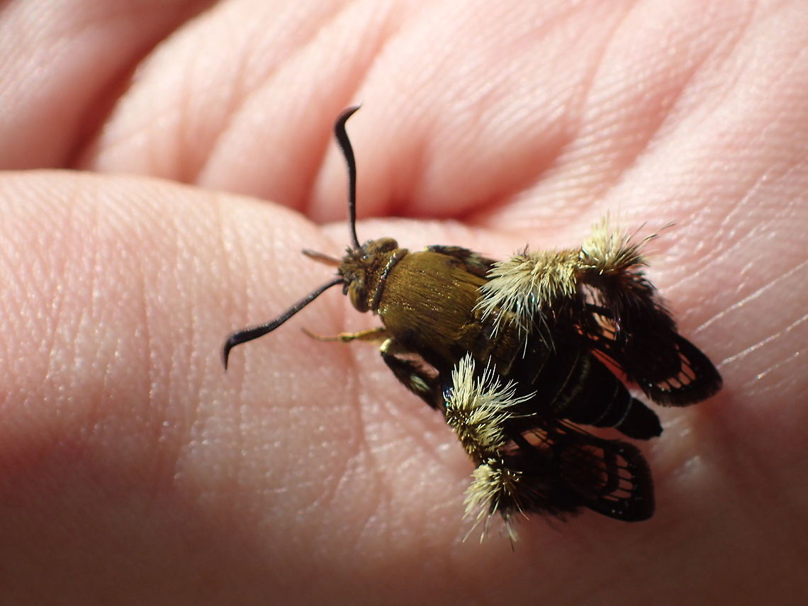 please ID I found many areas in Thailand.<br />
Small size. This pic it&#039;s eating sweat on my hand Geotagged,Melittia sangaica,Thailand,Winter
