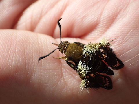 please ID I found many areas in Thailand.
Small size. This pic it's eating sweat on my hand Geotagged,Melittia sangaica,Thailand,Winter