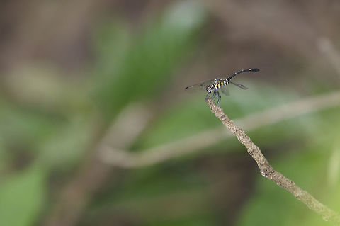 Risiophlebia guentheri from Khao Khitchakut, Chanthaburi Thailand Geotagged,Risiophlebia guentheri,Summer,Thailand
