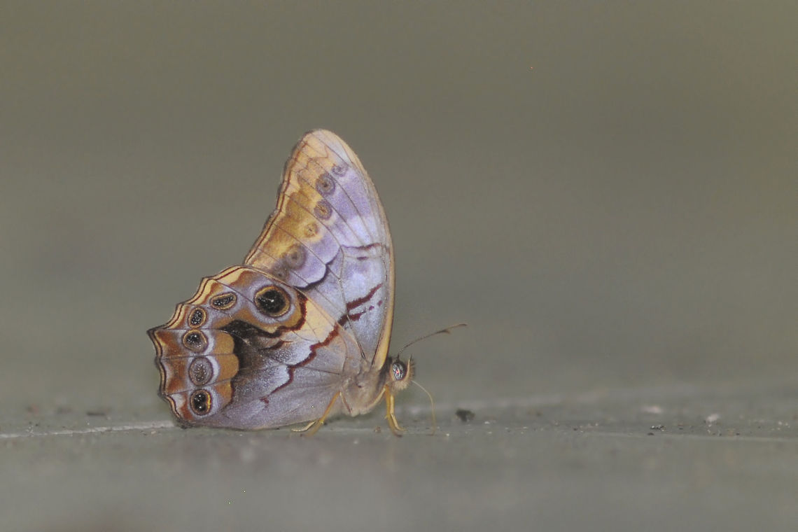 Angle Red Foreste  Angled Red Forester,Geotagged,Lethe chandica,Summer,Thailand