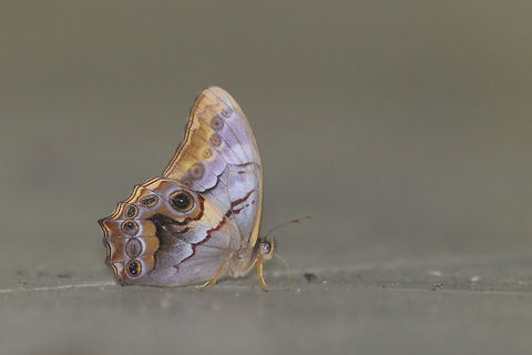 Angle Red Foreste  Angled Red Forester,Geotagged,Lethe chandica,Summer,Thailand