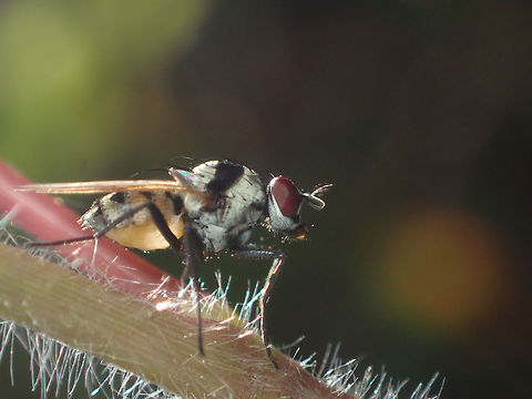 fly ??  Geotagged,Thailand,Winter