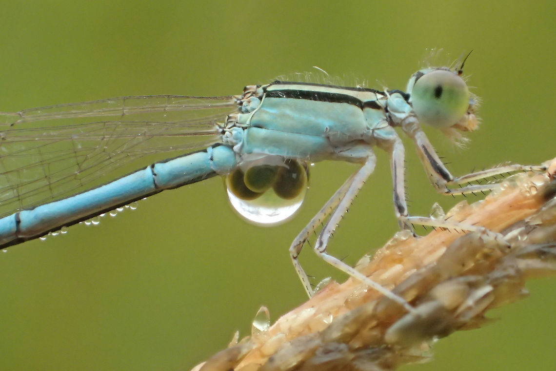 parasitic water mite from Phu kra Dueng National park, Thailand  Fall,Geotagged,Thailand