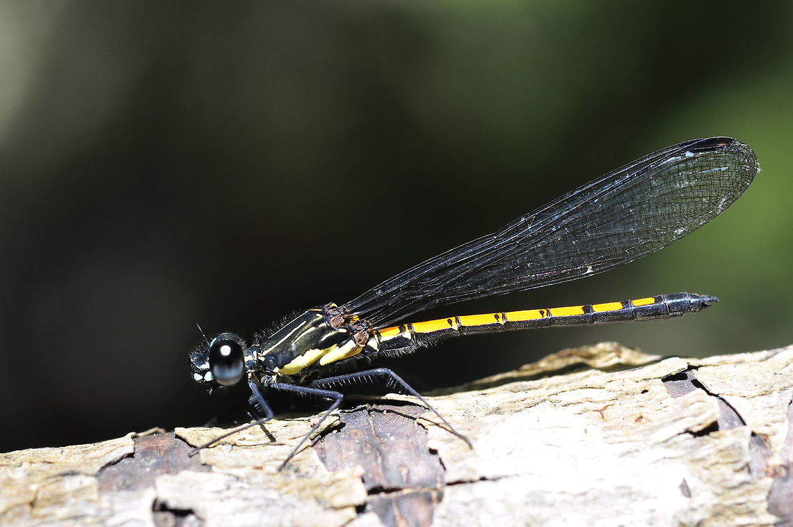 Rhinocypha arguta from Phu kra Dueng National park, Thailand  Fall,Geotagged,Rhinocypha arguta,Thailand
