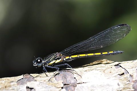 Rhinocypha arguta from Phu kra Dueng National park, Thailand  Fall,Geotagged,Rhinocypha arguta,Thailand
