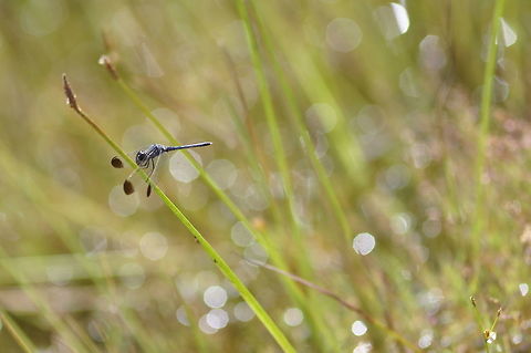 Diplacodes nebulosa from Phu kra Dueng National park, Thailand  Fall,Geotagged,Thailand