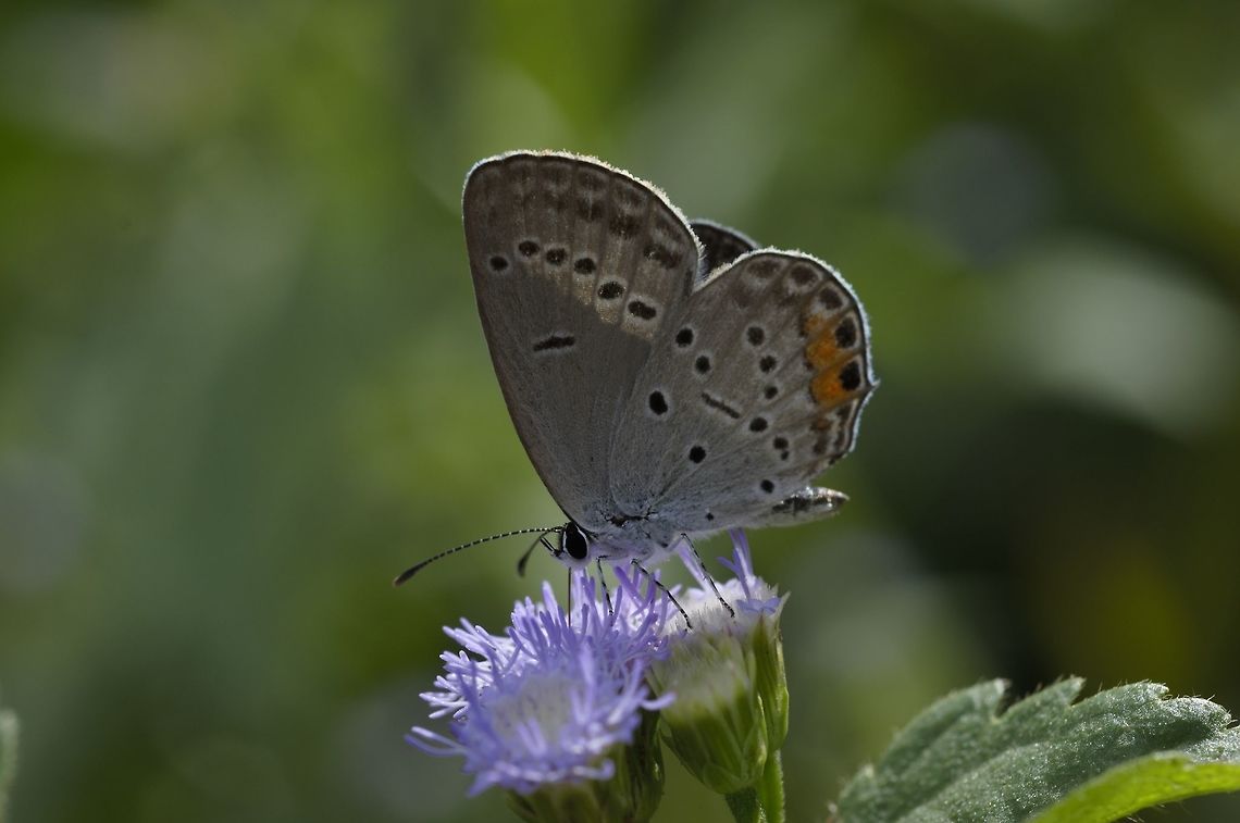 Chapman&rsquo;s Cupid from Phu kra Dueng National park, Thailand  Chapmans Cupid,Elkalyce diporides,Fall,Geotagged,Thailand