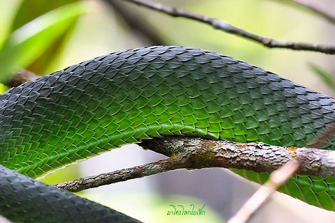 Green pit vipers from Phu kra Dueng National park, Thailand  Geotagged,Thailand