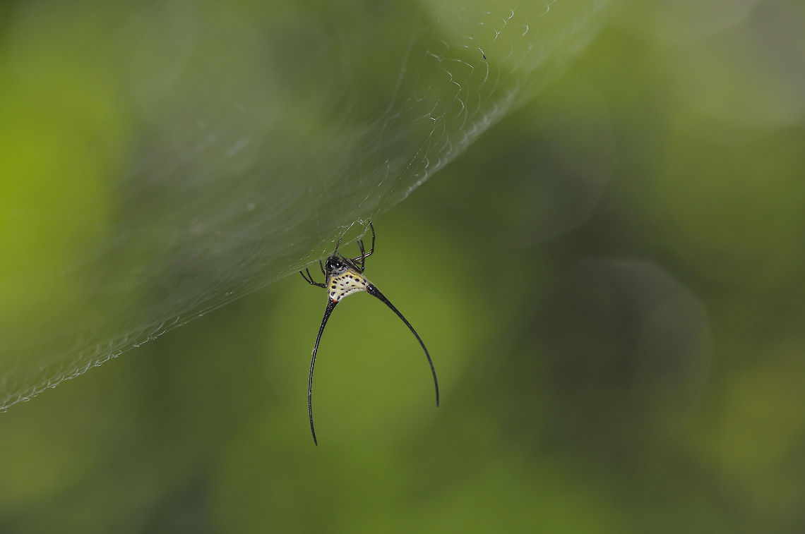 Macracantha arcuata from Phu kra Dueng National park, Thailand  Fall,Geotagged,Macracantha arcuata,Thailand
