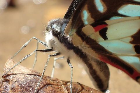 halloween day / Common Jay I found at Kaeng Krachan National Park about 26-02-2017
maybe lizard eat. This link from my facebook video butterfly lose a head. https://www.facebook.com/siroccogold.meri/videos/vb.100003027642276/1138322232945354/?type=3 Common Jay,Geotagged,Graphium doson,Thailand,Winter
